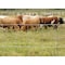 Rangemaster Field Fence, 330 ft L, 32 in H, 12 ga Gauge, Steel, Galvanized 6654 - alternate 2