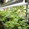 Feit Electric Feit Plug & Play T8 and T12 Blue 48 in. G13 Linear LED Bulb 20 Watt Equivalence 1 pk T48/GROW/LED - alternate 2