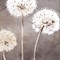 Homeroots Set Of Two Dandelion White Framed Print Wall Art, 2PK 521536 - alternate 3