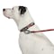 Guardian Gear Dog Collar, O-Ring Link, 24 to 83 in L Collar, Nylon, True Red ZA0006 24 83 - alternate 3