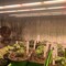 Beyond Led Technology STEEL, LED Grow Light, 720 Watt, 1760uMol/s, Full Spectrum, 100-277Vac, 44.4" X 42.8” 152268 - alternate 3