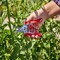 Corona Tools Yard Essentials Mini Floral Snips, Variety Pack FS43624 - alternate 2