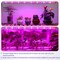 Ipower 20W Full Spectrum LED Plant Grow Light Strips for Indoor Plants with Auto ON/Off 3/9/12H Tim GLLEDXSTRIPSMIX20T - alternate 2