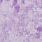 Homeroots 8' X 10' Lavender And Purple Floral Washable Indoor Outdoor Area Rug 583121 - alternate 3