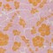 Homeroots 3' X 5' Pink And Copper Floral Washable Indoor Outdoor Area Rug 600036 - alternate 4