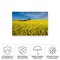 Trademark Fine Art Outdoor Canvas Art - Peter Elgar 'The Canola Field' Wall Art for Patios, or Gardens 1X11667-OC3047WR - alternate 2