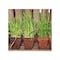 Cowpots Plant Pot Seed Starter 2.88in H X 3in W X 1.88in L Brown, 12PK 103 - alternate 4