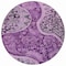 Homeroots 8' Purple And Charcoal Round Floral Medallion Washable Indoor Outdoor Area Rug 603193 - alternate 2