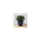 Artstone Dolce Planter, Plastic, Water-Minder, Black, 12-In. Round 3128.05 - alternate 3