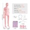 Vevor Female Manikin Model Anatomical Nursing Training Patient Care Practice LD-134 - alternate 4