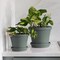 Bloem Terra 5.5 in. H X 6.5 in. W X 4.5 in. D Plastic Traditional Planter Basil TR0641 - alternate 3
