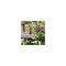 Bonide Products Orchid Food, 8 oz Bottle, Liquid, 9-7-9 N-P-K Ratio Green 105 - alternate 3