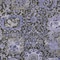 Homeroots 5' X 8' Purple And Black Damask Washable Indoor Outdoor Area Rug 609101 - alternate 6