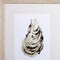 Homeroots Set Of Two Neutral Oyster A Wood Brown Framed Wall Art, 2PK 476098 - alternate 3