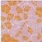 Homeroots 10' X 14' Pink And Copper Floral Washable Indoor Outdoor Area Rug 600041 - alternate 4