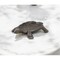 Homeroots 7in Black Turtle Cast Iron Vanity Tray 483157 - alternate 5