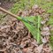 Ames 54 in. Hardwood Handle Steel Leaf Rake, 22-Tine, 4-Pack 10000-07557 - alternate 6