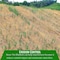 Farm Plastic Supply Straw Erosion Control Blanket Pallet, 8' x 112.5', Erosion Control Blanket Z-SB-PalletQ-4001 - alternate 2