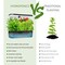Wrightmaster Smart Indoor ABS Garden Hydroponics Growing System with 12 Pods, 3 Grow Modes, Height Adjustable ZR-black-ZWJ - alternate 5