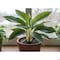 Miracle Led 8W 4KK Low-Light Household Plants 4-Socket Grow Light Kits, 2PK 803415 - alternate 2