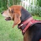 Guardian Gear Dog Collar, O-Ring Link, 24 to 83 in L Collar, Nylon, True Red ZA0006 24 83 - alternate 4