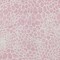 Homeroots 5' X 8' Pink And Ivory Geometric Washable Indoor Outdoor Area Rug 595104 - alternate 4