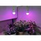 Miracle Led Strawberry Starter Grow Light Kit, UG Purple Spectrum, 2PK 803396 - alternate 2