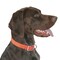 Boss Pet Guardian Gear 1'' x 16 to 19'' Nylon Hunting Dog Collar 2052124 - alternate 2