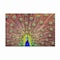 Trademark Fine Art Outdoor Canvas Art - Michael 'Peacock' Wall Art for Patios, or Gardens 1X19486-OC2232WR - alternate 3