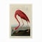 Trademark Fine Art Outdoor Canvas Art John James Audubon 'American Flamingo' Wall Art for Patios, or Gardens AA01276-OC1624WR - alternate 5