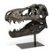 Homeroots Authentic Replica T Rex Skull Sculpture 392483 - alternate 6