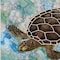 Homeroots Sea Turtles Collage II 1 White Framed Print Wall Art 407869 - alternate 5