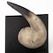 Homeroots Set of Two Brown And Black Resin And Metal Horn Decorative Bookends, 2PK 392132 - alternate 4