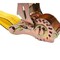 Mytee Products 4PK 2inx27ft Self-Tensioning Ratchet Strap with J Hooks - 10,000 lbs BS - Yellow, 4PK RS227WHTGx4 - alternate 5