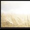 Homeroots Fields of Gold 2 Black Framed Print Wall Art 408090 - alternate 2