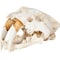 Homeroots Authentic Replica Sabertooth Skull Sculpture 392417 - alternate 1