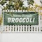 Signmission Farm Fresh Broccoli, 36 Inch x 96 Inch, Vinyl Banner B-96-30581 - alternate 4