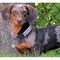 Casual Canine Dog Collar, 10 to 16 in L Collar, 5/8 in W Collar, Nylon, Purple ZA8871 10 79 - alternate 2