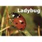 Stages Learning Materials Photographic Memory Matching Game, Insects & Bugs, 3PK 223 - alternate 5