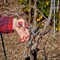 Corona Tools ClassicCUT Bypass Pruner, 1/2 in. Cut Capacity BP 3130 - alternate 3