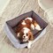 Simple Deluxe FluffyDream Calming Dog Bed, Super Soft Pet Bed with Pillow Edge, Dog Sofa Bed, Cute Bed Sofa for P PTDBEDCUD2420GRY - alternate 5