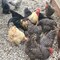 Fickle Fowl 10 oz Bag Dried Minnows for Chickens, Wild Birds, Ducks, and Small Pets, 6PK 27077088946 - alternate 3