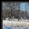 Homeroots Set Of Two Great Outdoors Nature or Winter Forest 4 Black Framed Print Wall Art, 2PK 416035 - alternate 4