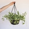 Bloem Dura Cotta 12'' Plastic Black Hanging Plant Basket DCHB12-00 - alternate 2