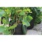 Smart Pot 5 Gal. Black Fabric Multi Purpose Grow Bag 21005 - alternate 2