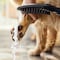 Hansgrohe Dog Shower Dog Shower + Quick Connect, 3-Spray, 1.75 GPM, in Black 04973670 - alternate 6