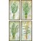 Homeroots Set Of Four Herbs Black Framed Print Wall Art, 4PK 525107 - alternate 1