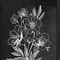 Homeroots Set Of Two Vintage Flowers in Bloom Black Framed Print Wall Art, 2PK 407968 - alternate 2