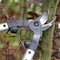 Ars Vineyard Lopper, Bypass Blade, 1-3/4 in Cut Cap, Alloy Steel Alloy Steel Handle, 19 in Tool L LPB-20S - alternate 4