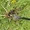 Ames Dandelion Weeder, Forged Steel, Hardwood Handle 2942100 - alternate 6